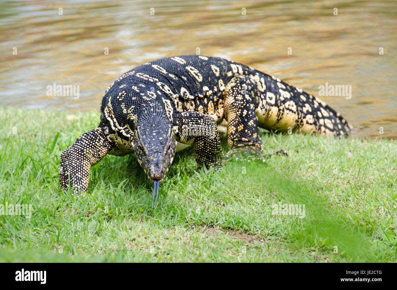 Asian water monitor (Varanus salvator) commonly found roaming free in public park Stock Photo