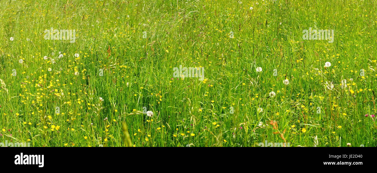 grüne Wiese mit gelbem Hahnenfuss und Pusteblumen Panorama Stock Photo