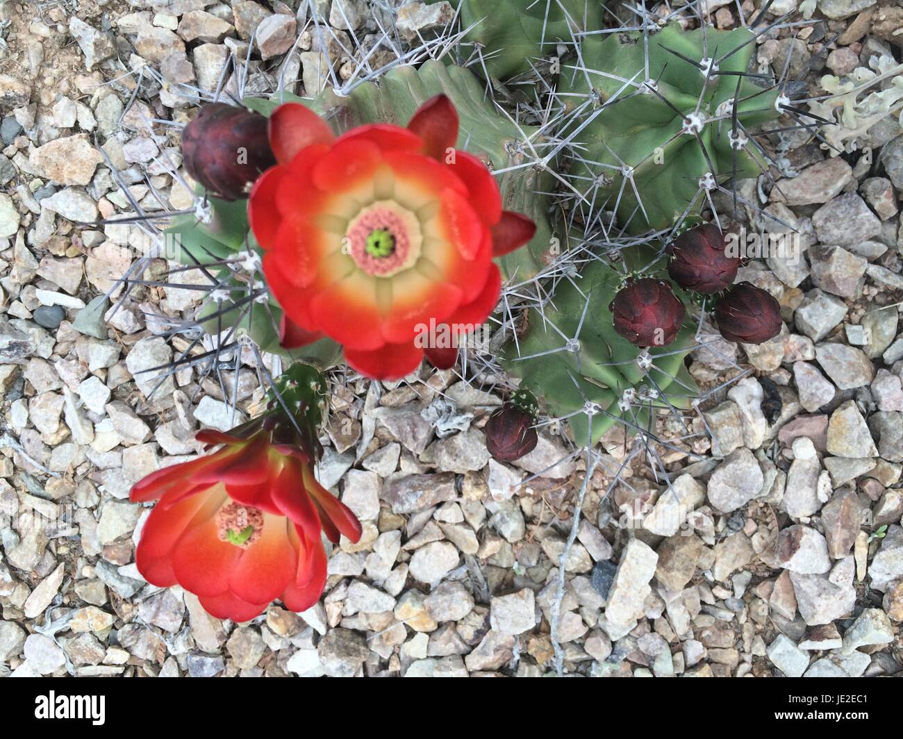 Red cactus flower in a botanical garden of arizona Stock Photo