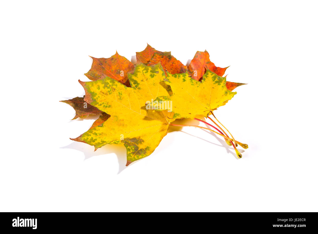 maple autumn leaves isolated on a white background Stock Photo - Alamy