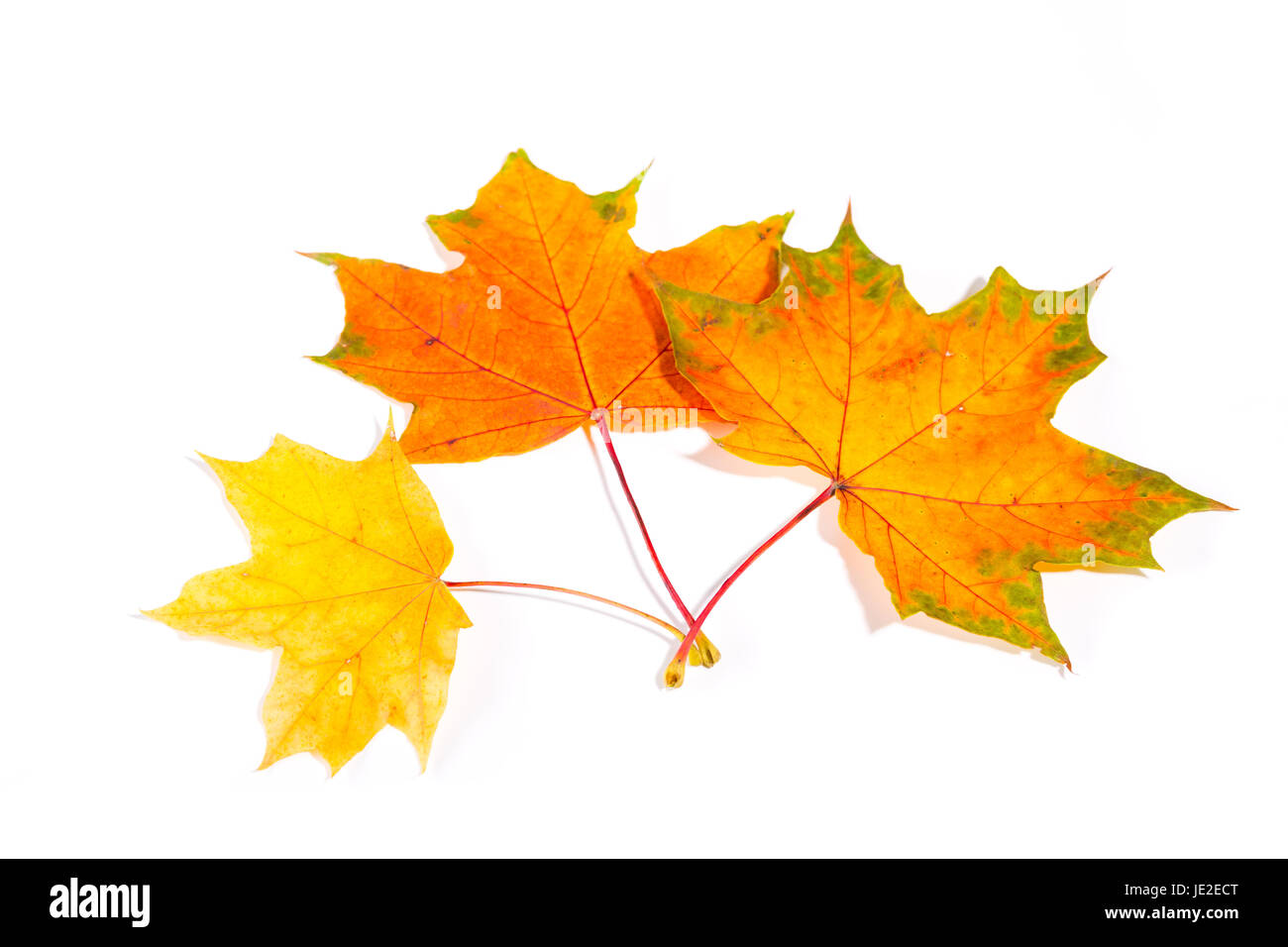 maple autumn leaves isolated on a white background Stock Photo - Alamy