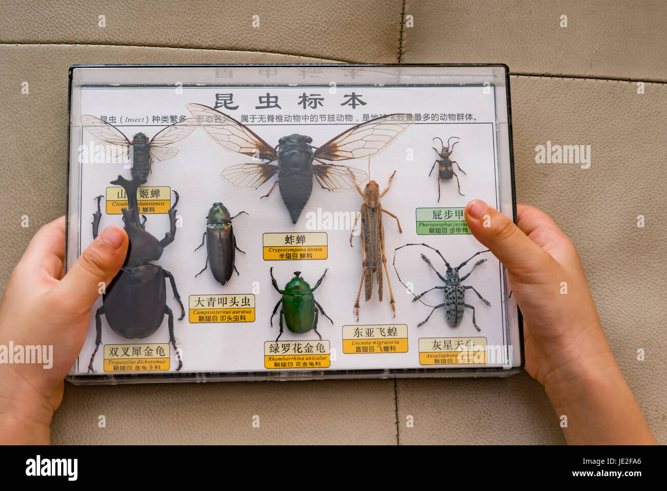 kid holds box of insect specimens collection, the Chinese on top means