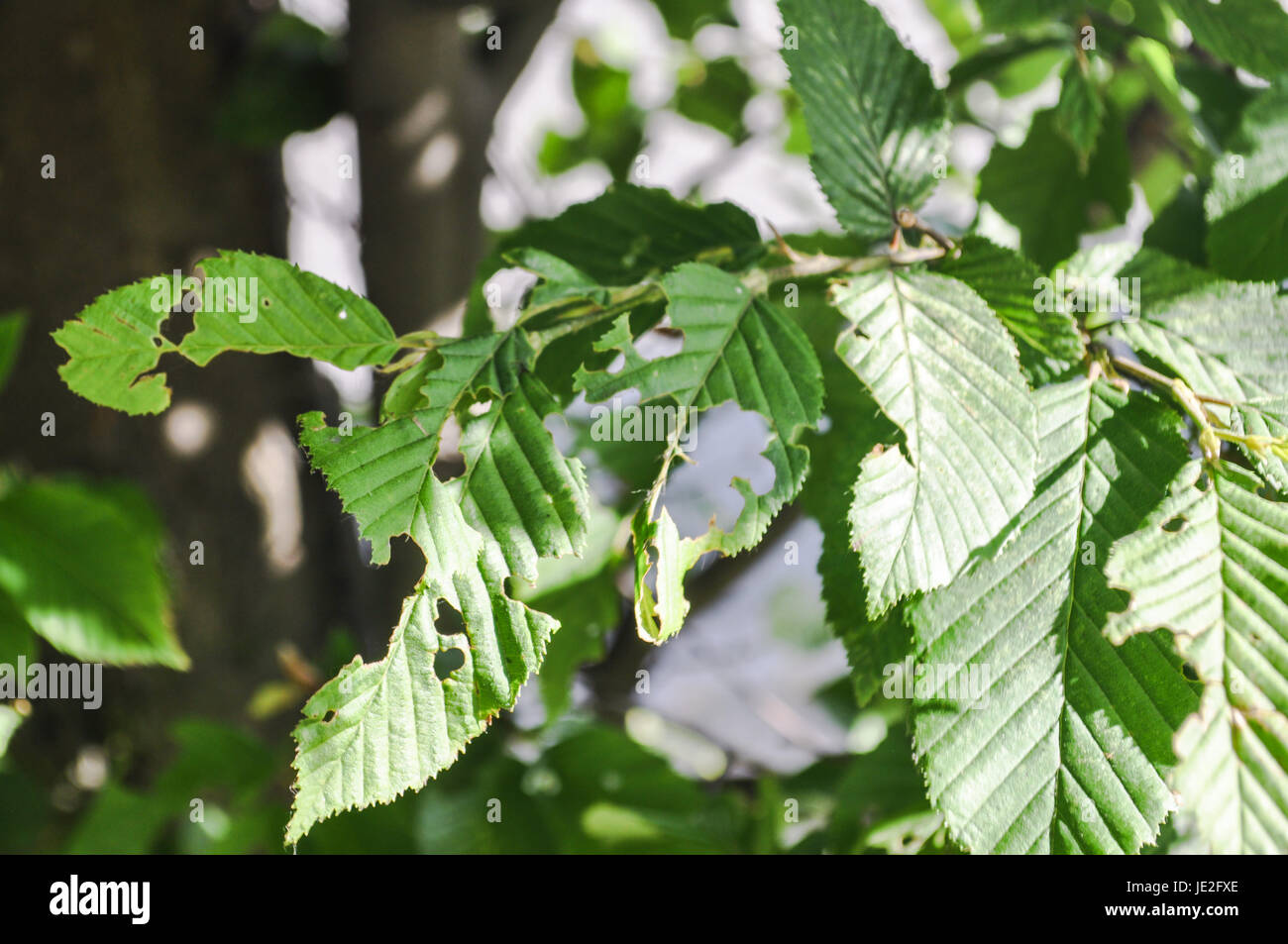Insect Bites High Resolution Stock Photography and Images - Alamy
