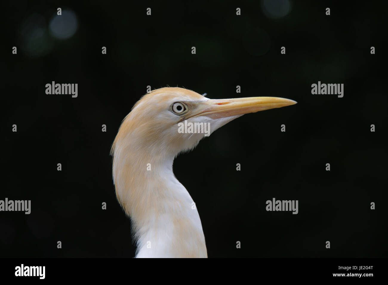 Portraet von einem Kuhreiher bei der Vogelbeobachtung. Stock Photo