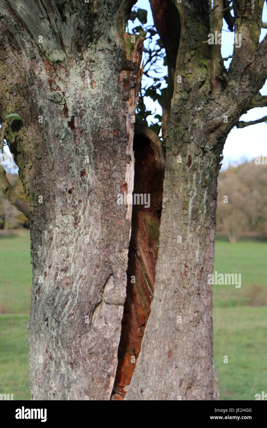split hollow tree Stock Photo