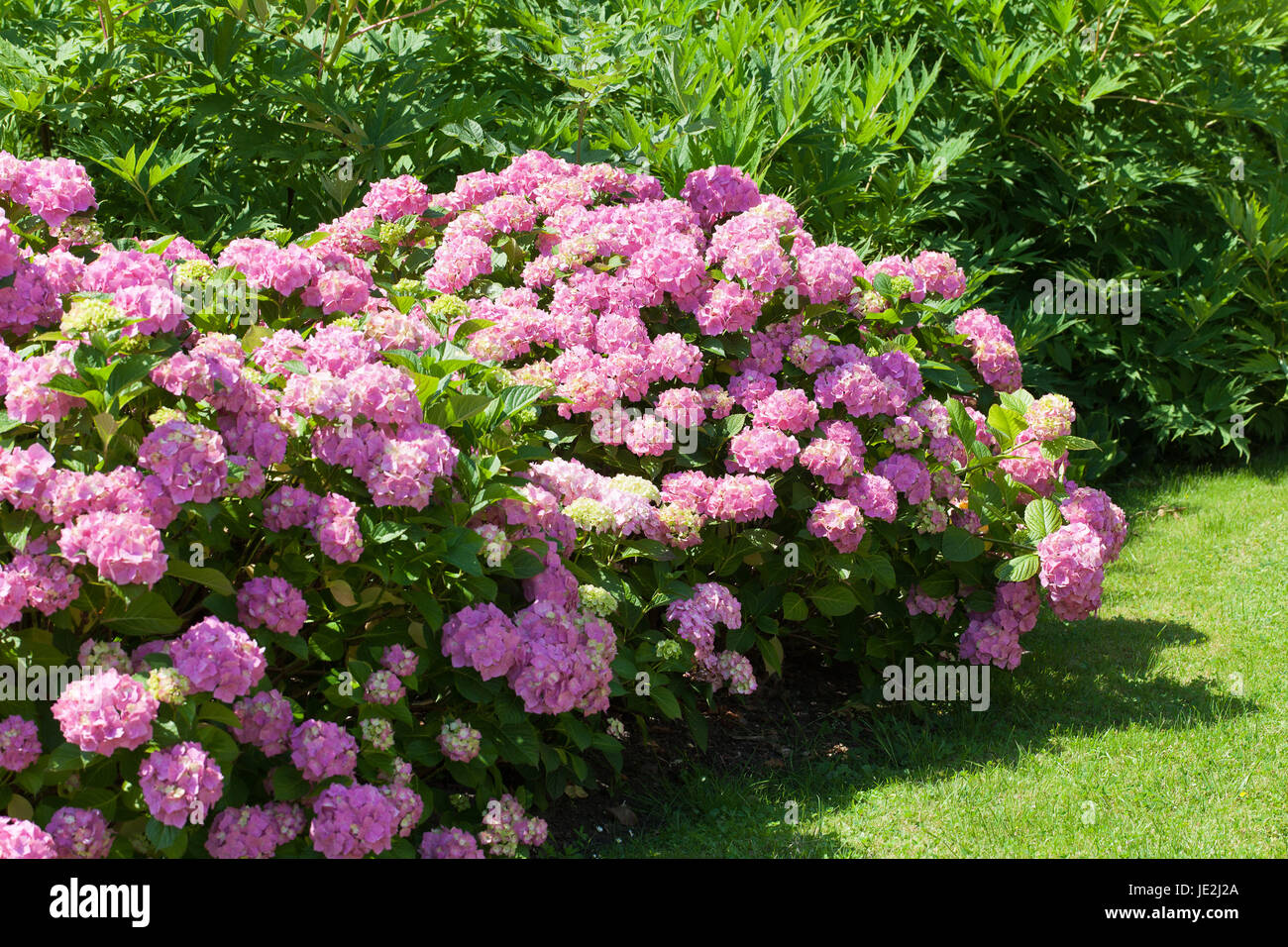 great bush of pink flower hydrangea blooming in the garden Stock Photo ...