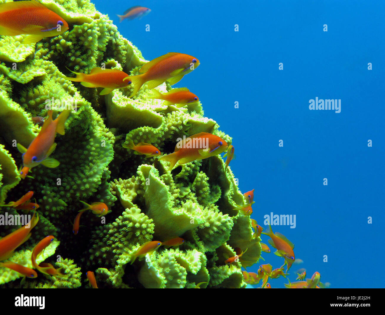 coral reef with great yellow  coral Turbinaria reniformis with exotic fishes anthias in red sea Stock Photo