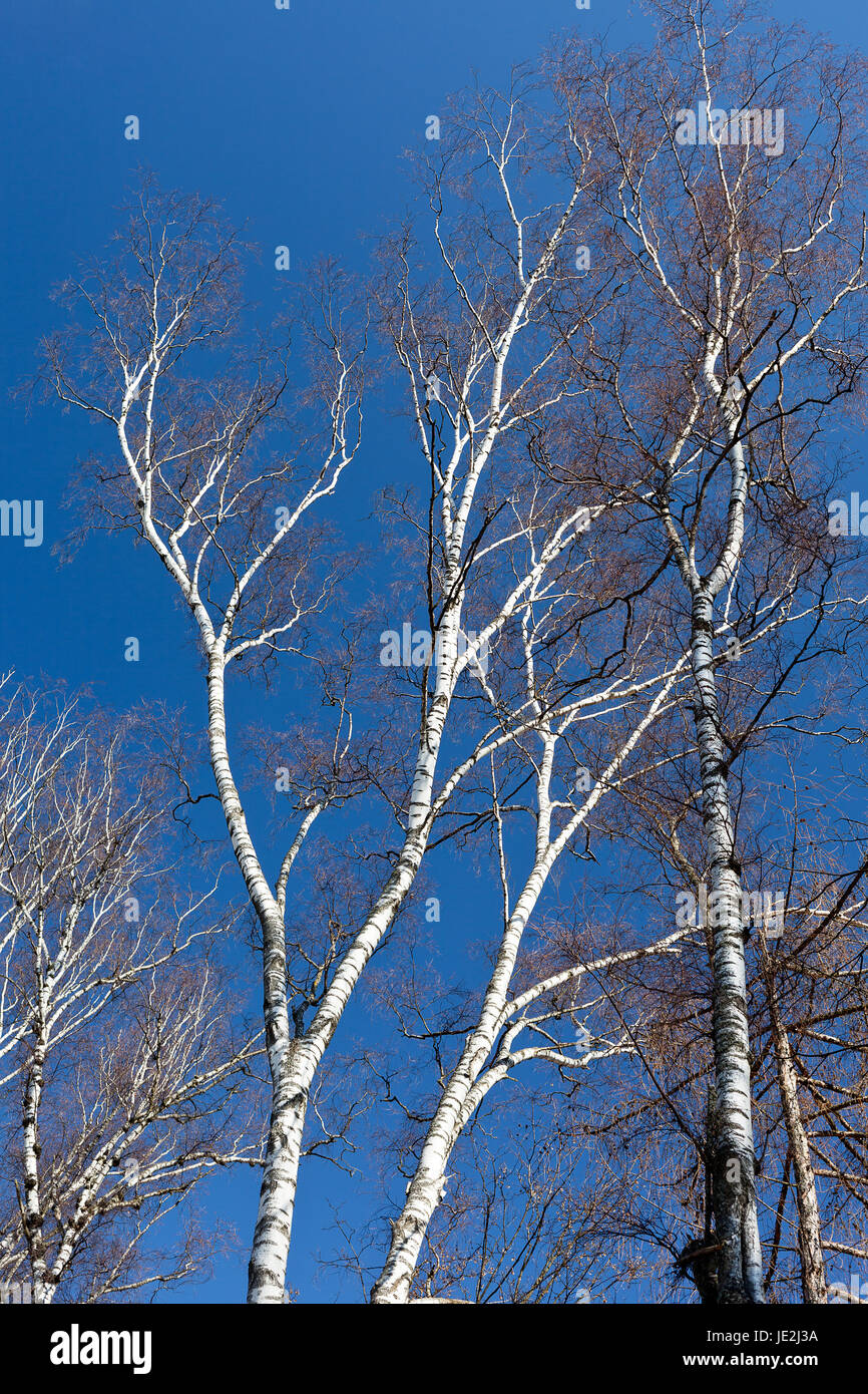 some tree of birch on blue sky background Stock Photo - Alamy