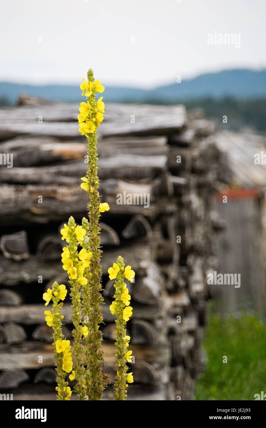 king candle in front of wooden pile Stock Photo