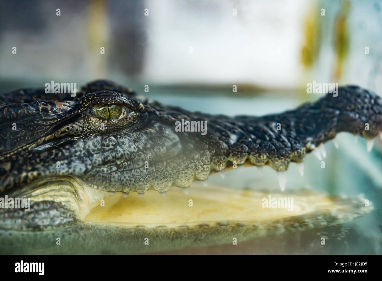 crocodile in a tank with the mouth opened Stock Photo