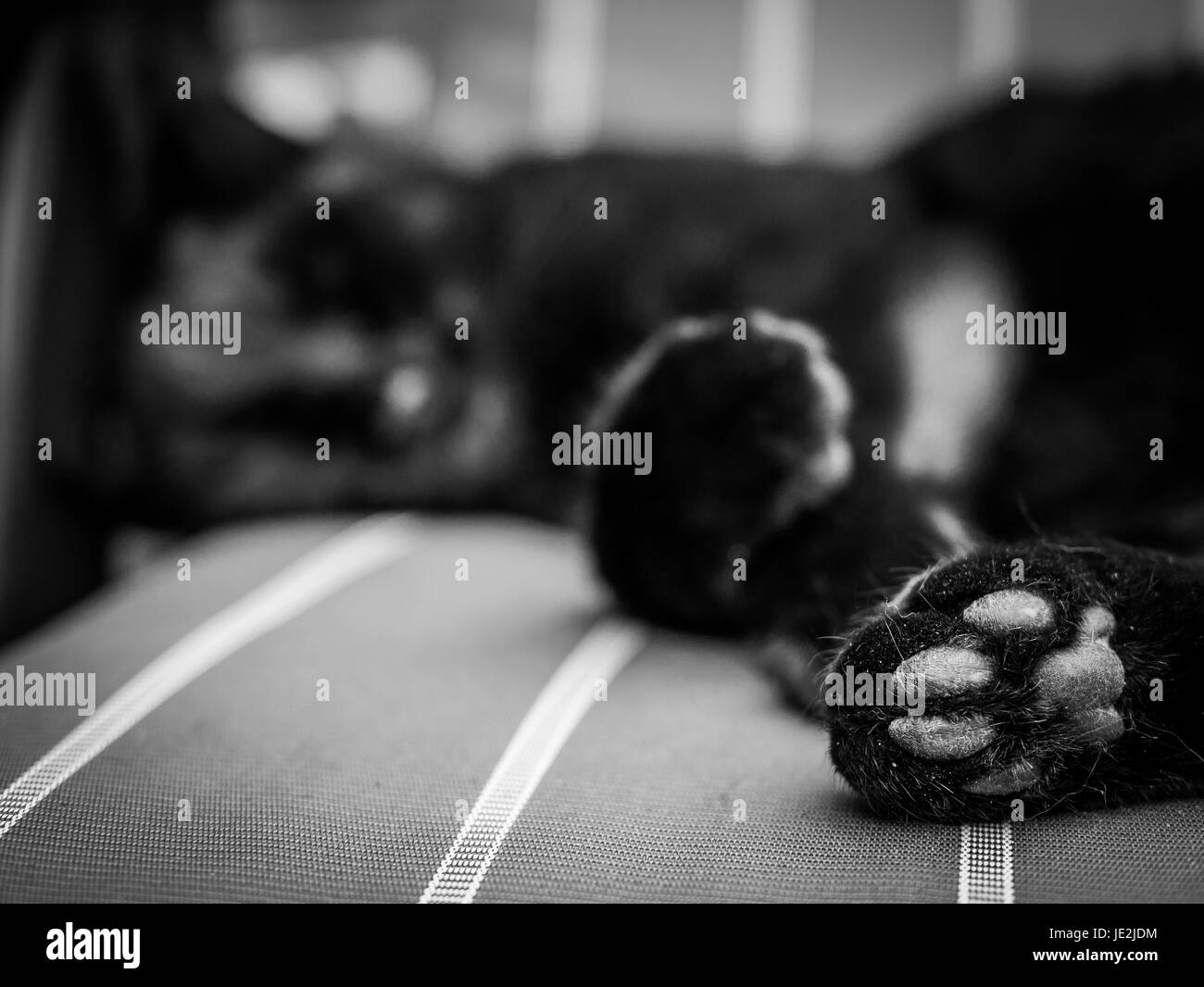 Pussycat sleeping Black and White Stock Photos & Images Alamy