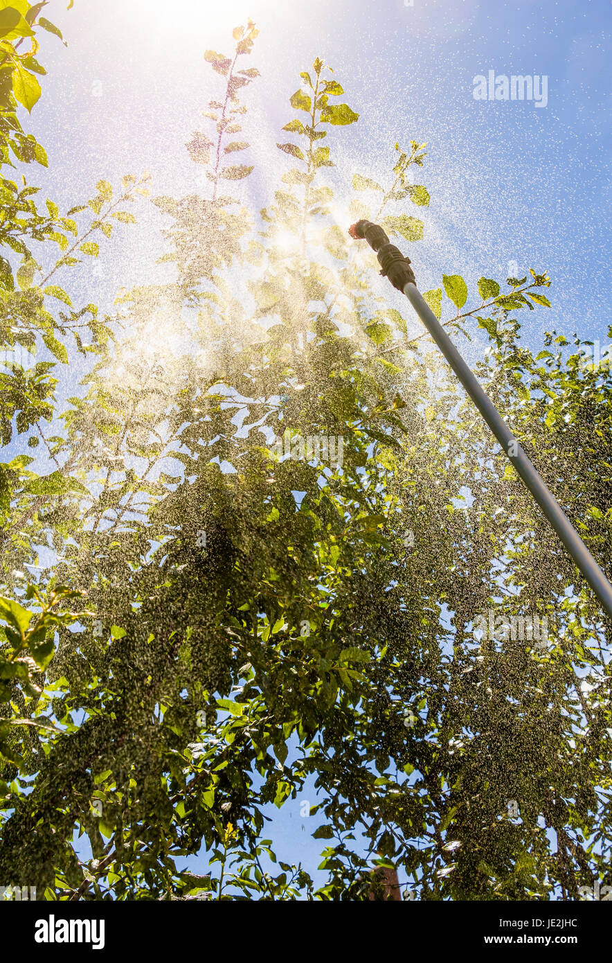 Spraying the leaves of trees against pests with chemicals Stock Photo