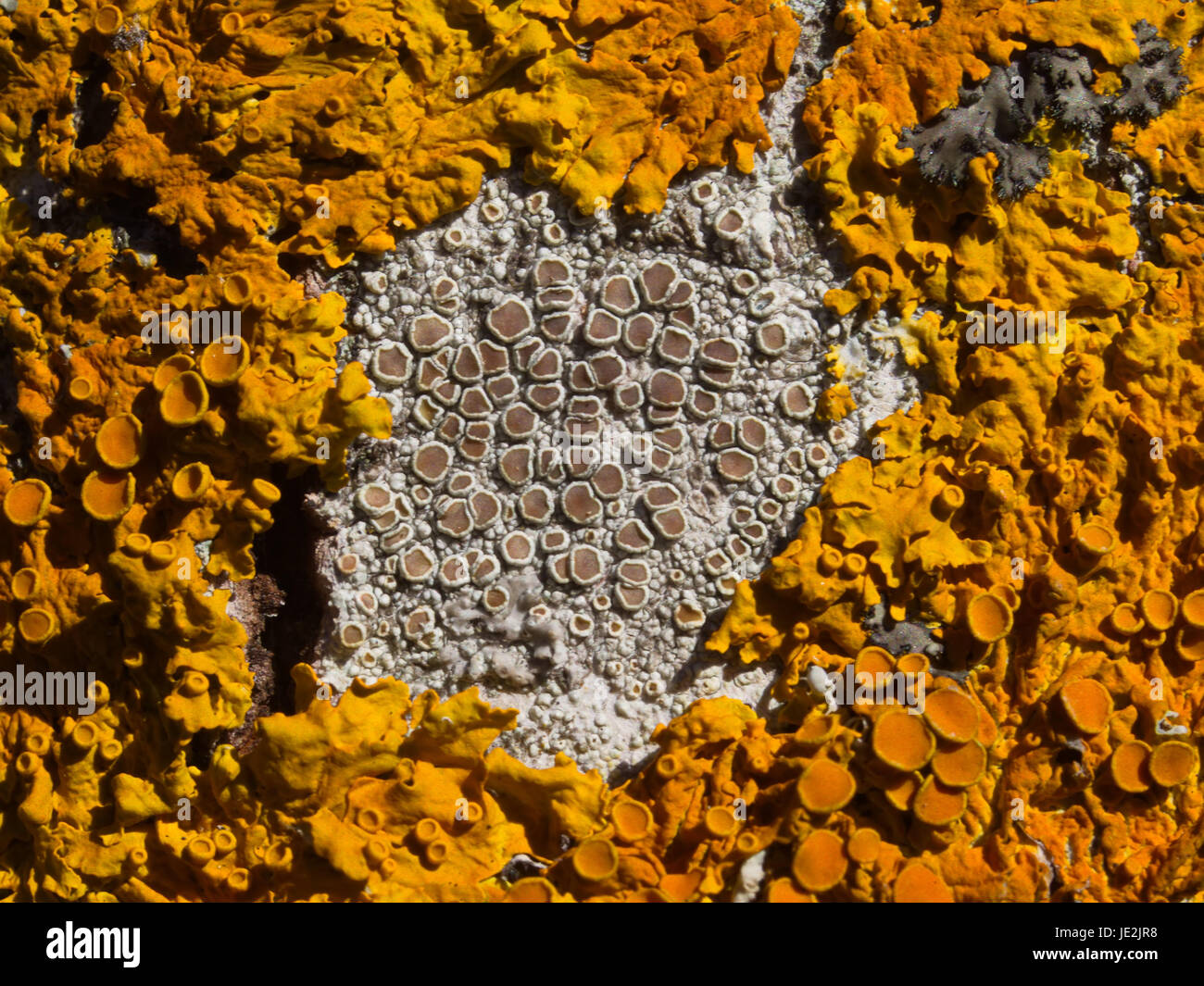 lichens map Stock Photo