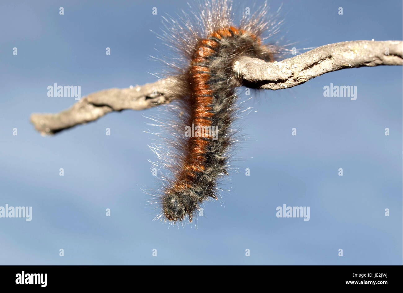 pine processionary caterpillar Stock Photo Alamy