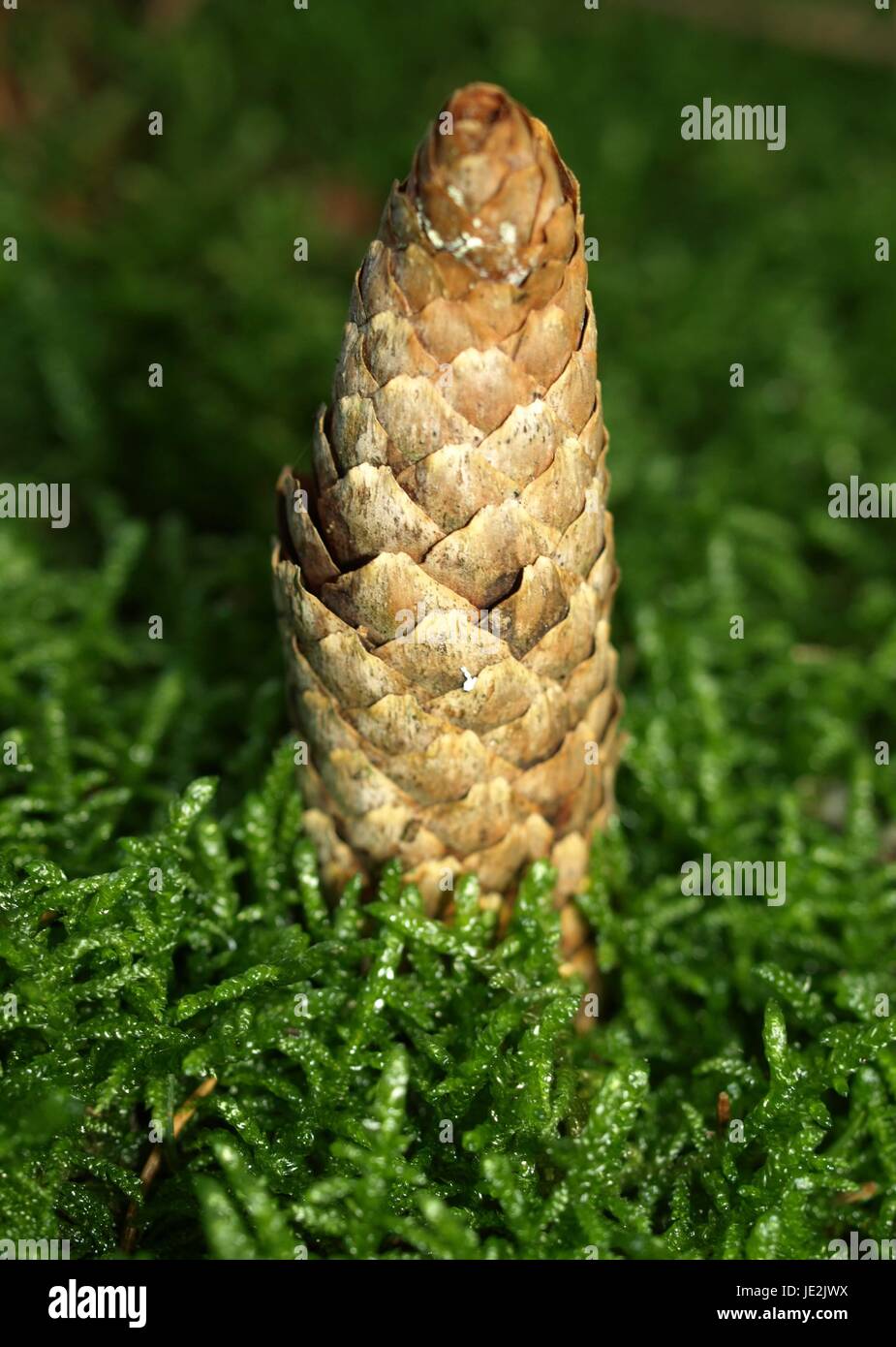 pine conifer pin Stock Photo