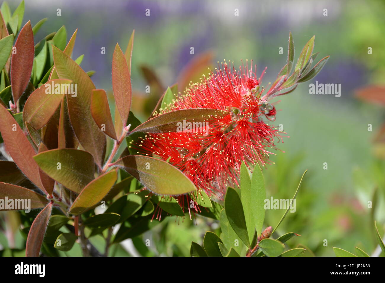 Callistemon zylinderputzer High Resolution Stock Photography and Images