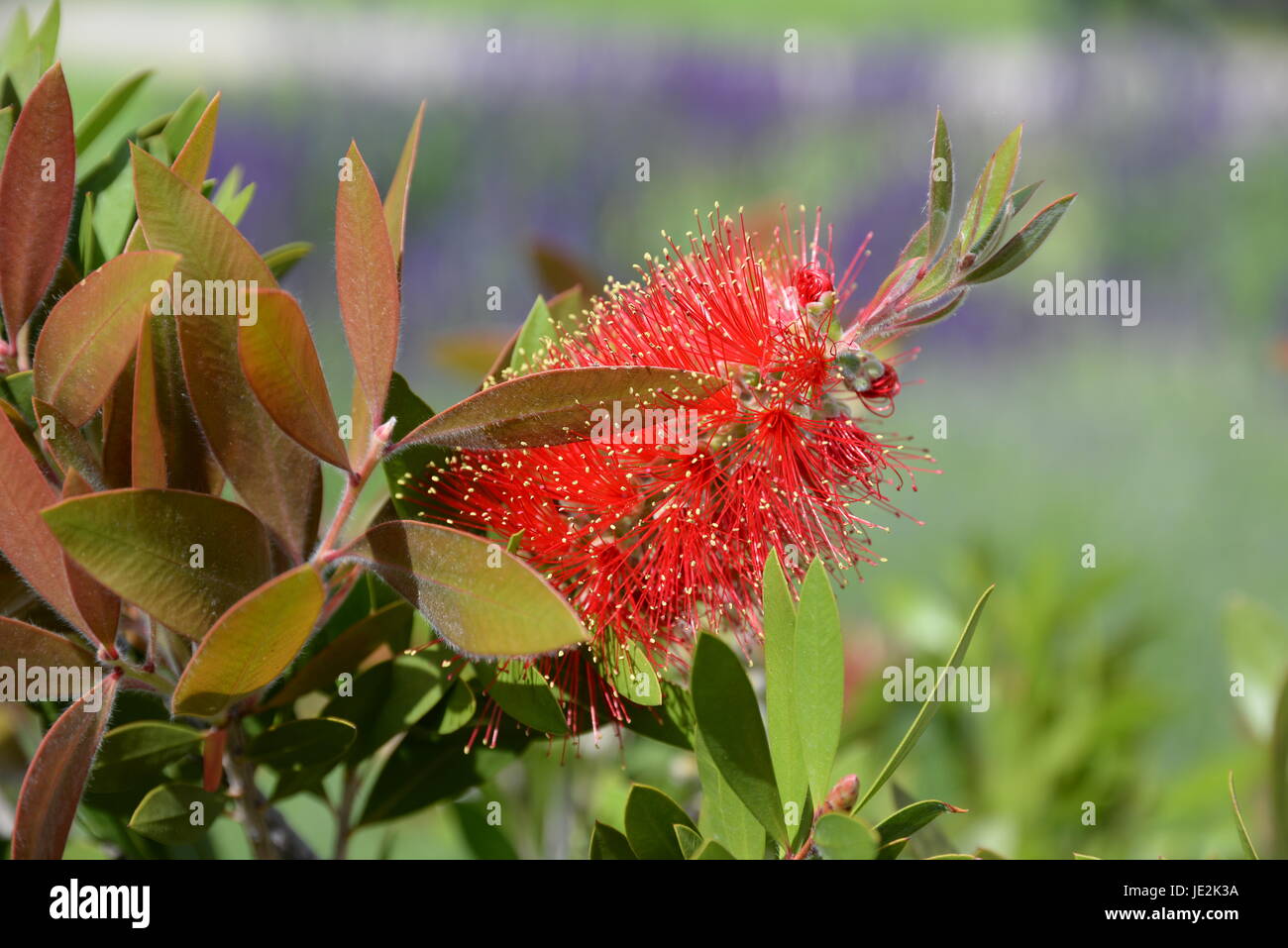Callistemon zylinderputzer High Resolution Stock Photography and Images