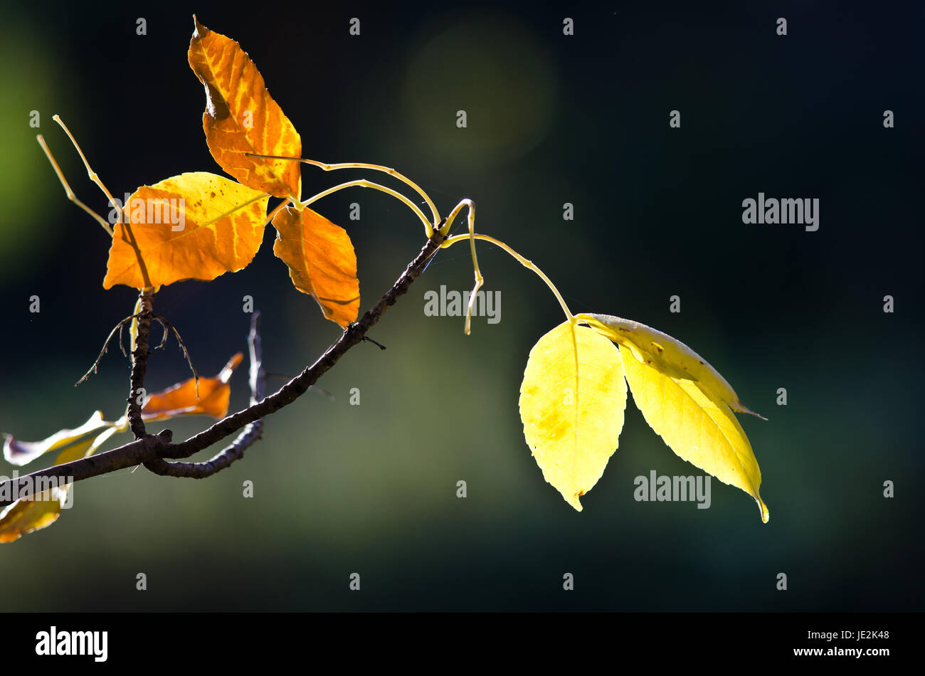 Golden Autumn Leaves Stock Photo - Alamy