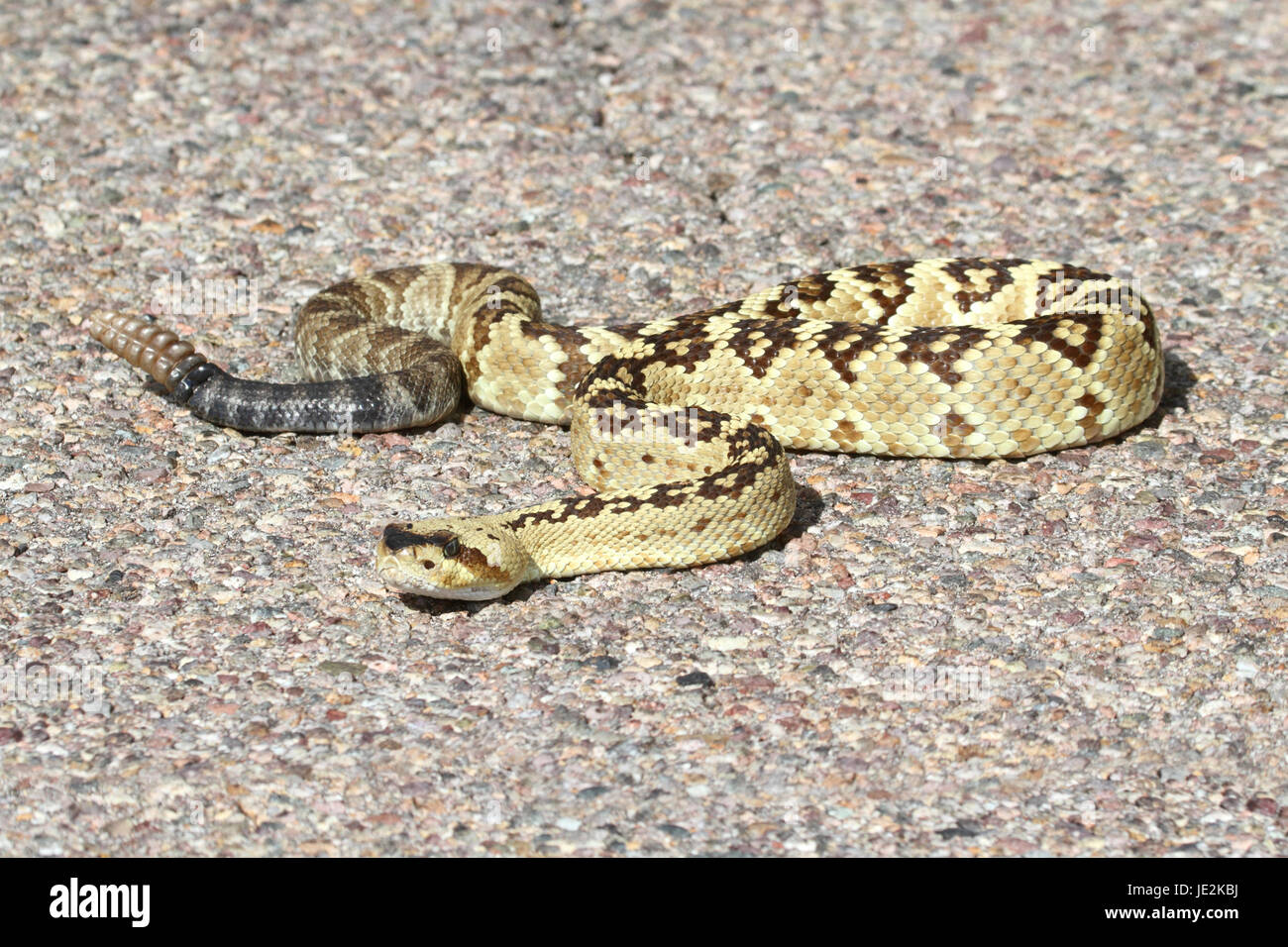 Black-tailed Rattlesnake (Crotalus molossus) coiled to strike in the desert Stock Photo