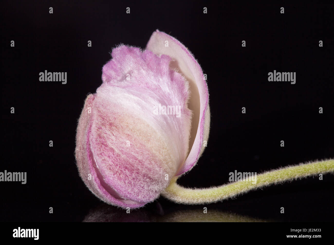 bud of flower  violet Japanese anemone  on black background macro Stock Photo