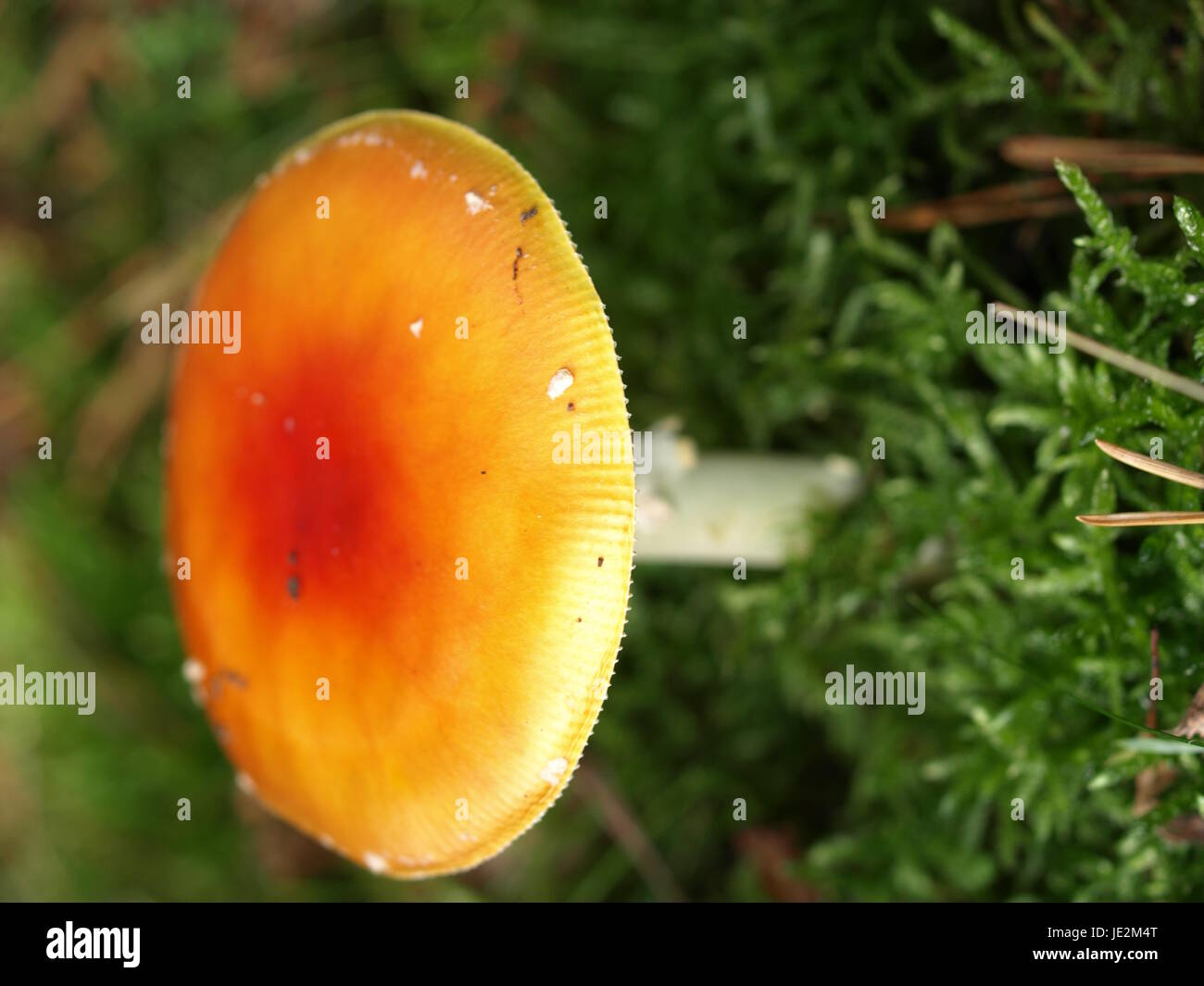 Hutpilz hires stock photography and images Alamy