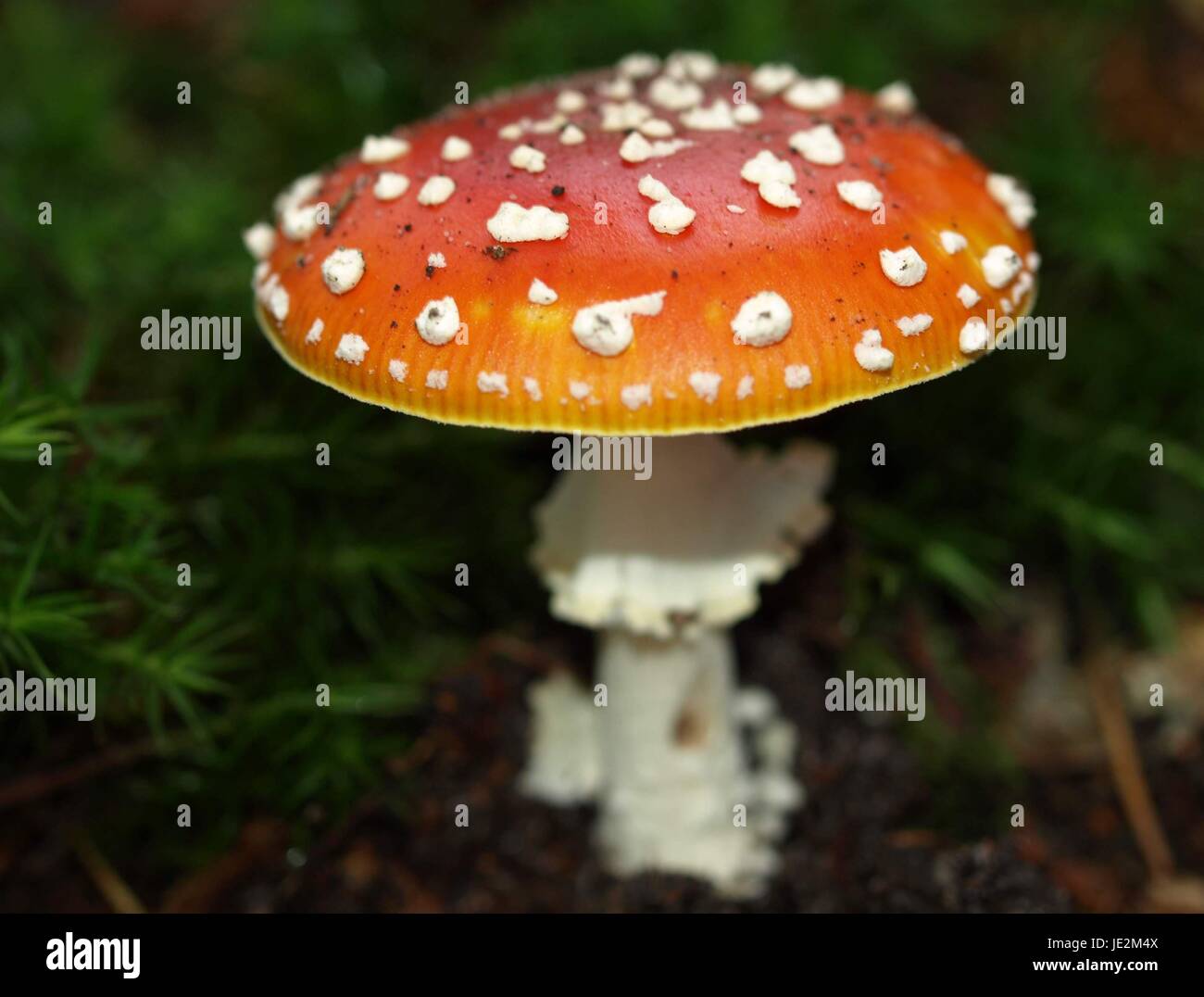 mushroom fungus Stock Photo