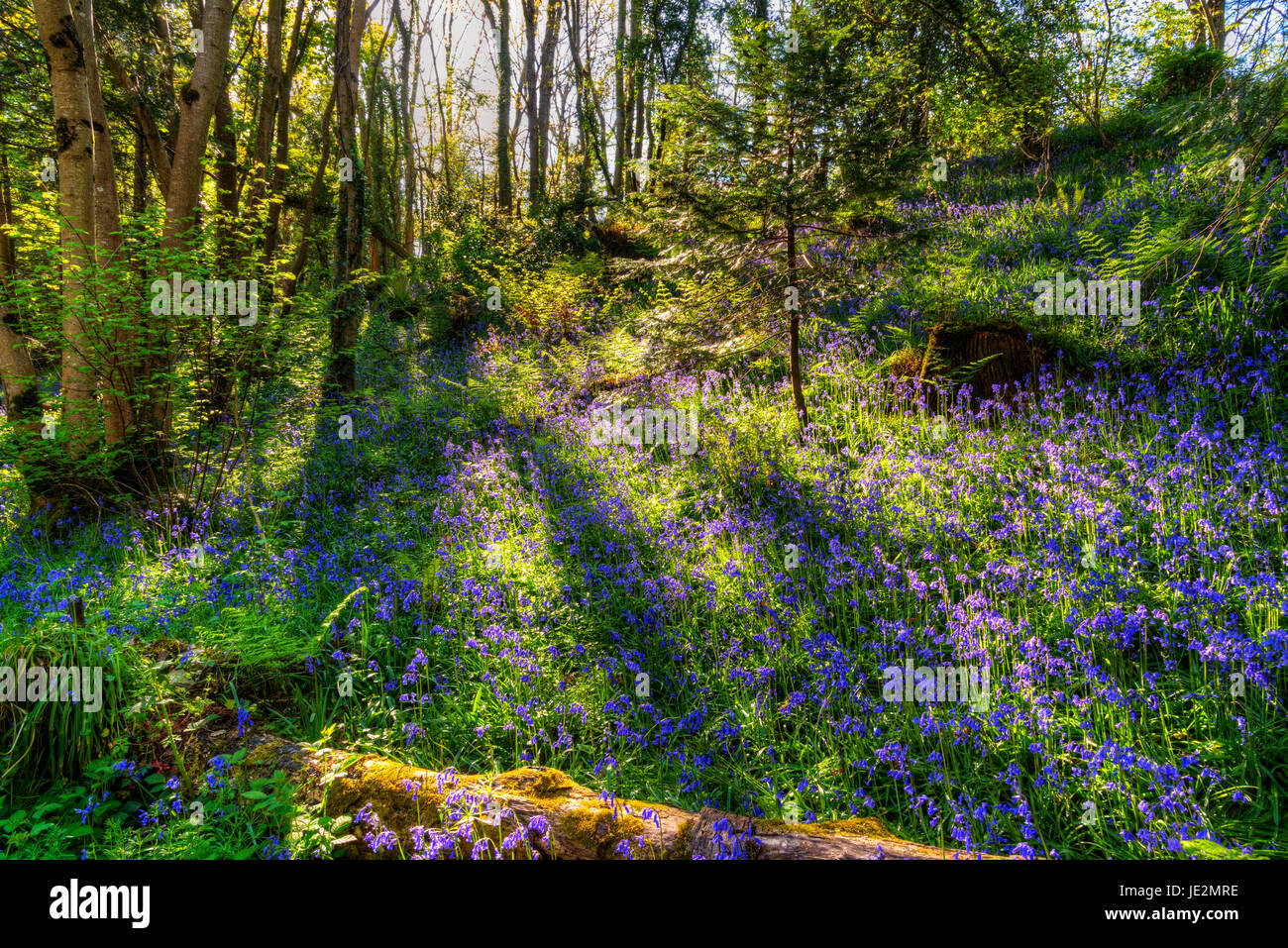 Bluebells, Clare Glen, Tandragee, County Armagh, Northern Ireland Stock Photo