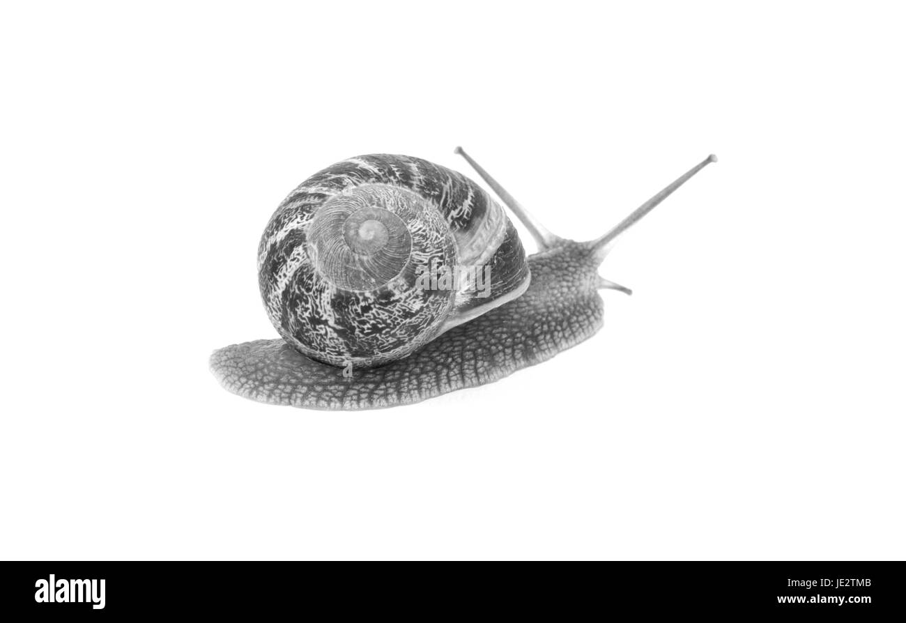 Garden snail crawls away, isolated on a white background - monochrome processing Stock Photo