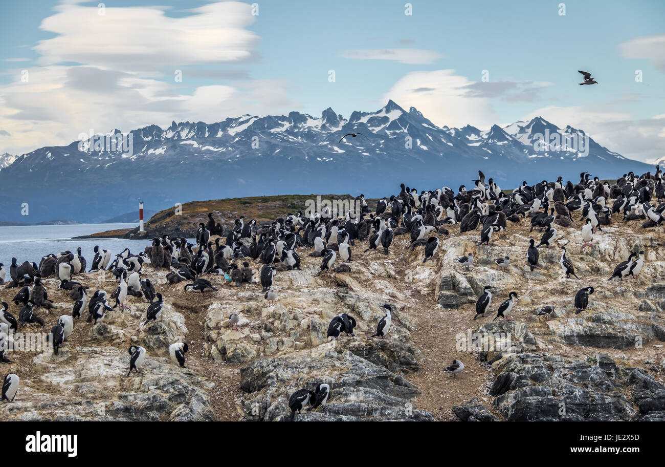 Cormorants (sea birds) island Beagle Channel, Ushuaia, Argentina