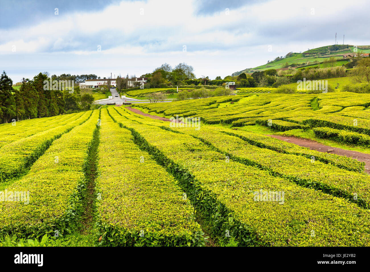 Azores Tea Tea Plantation at Cha Gorreana on Sao Miguel Island, the Azores ...