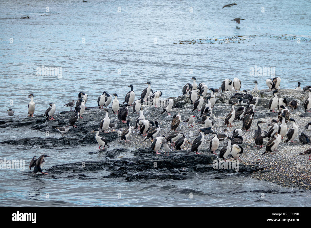 Cormorants (sea birds) island Beagle Channel, Ushuaia, Argentina