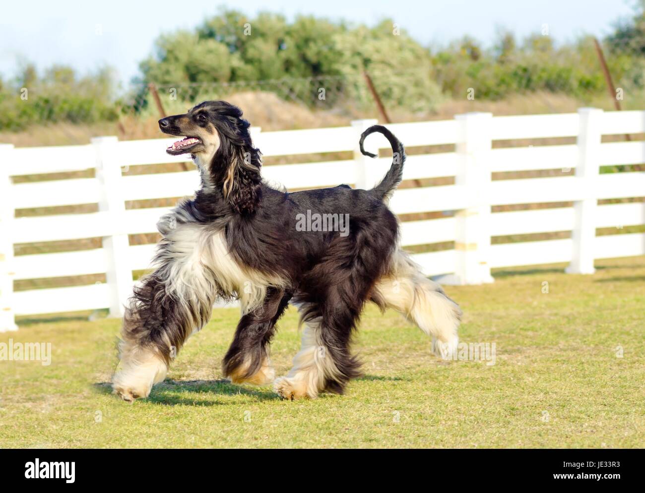 A profile view of a healthy beautiful grizzle, black and tan, Afghan Hound walking on the grass looking happy and cheerful. Persian Greyhound dogs are slim and slender with a long narrow head, long silky coat and curly tail. Stock Photo