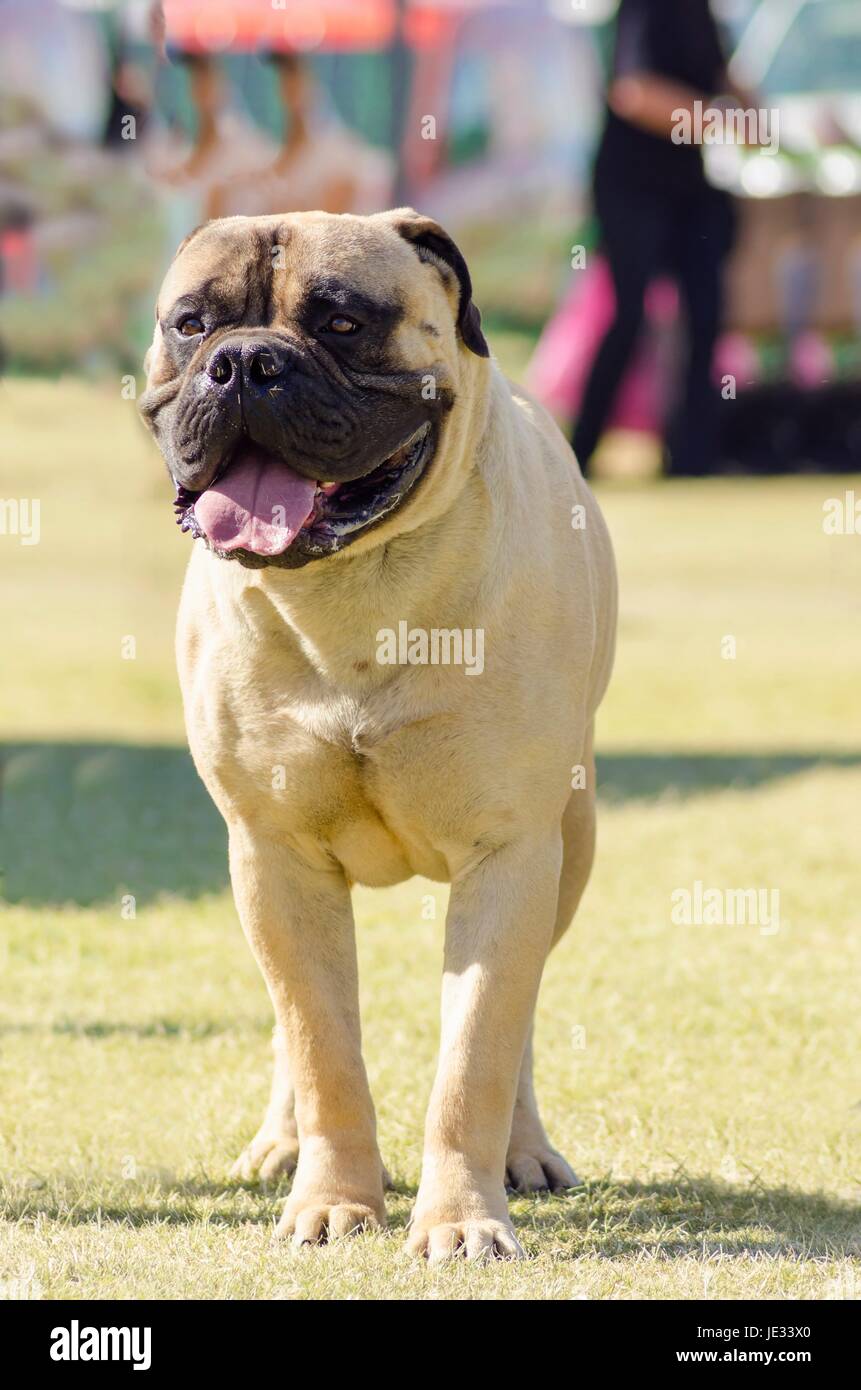 A portrait view of a young, beautiful red fawn, medium sized Bullmastiff dog standing on the grass. The Bullmastiff is a powerfully built animal with great intelligence and a willingness to please. Stock Photo