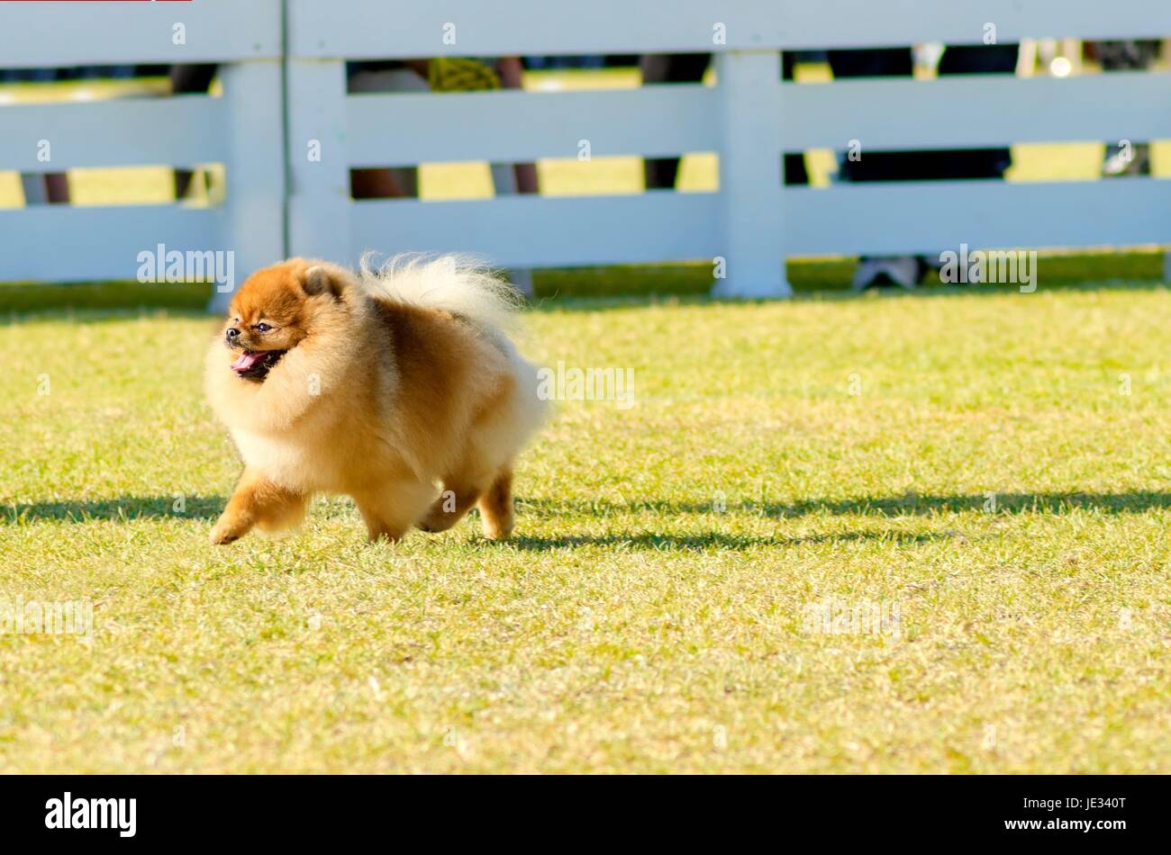 A small young beautiful fluffy orange pomeranian puppy dog walking on