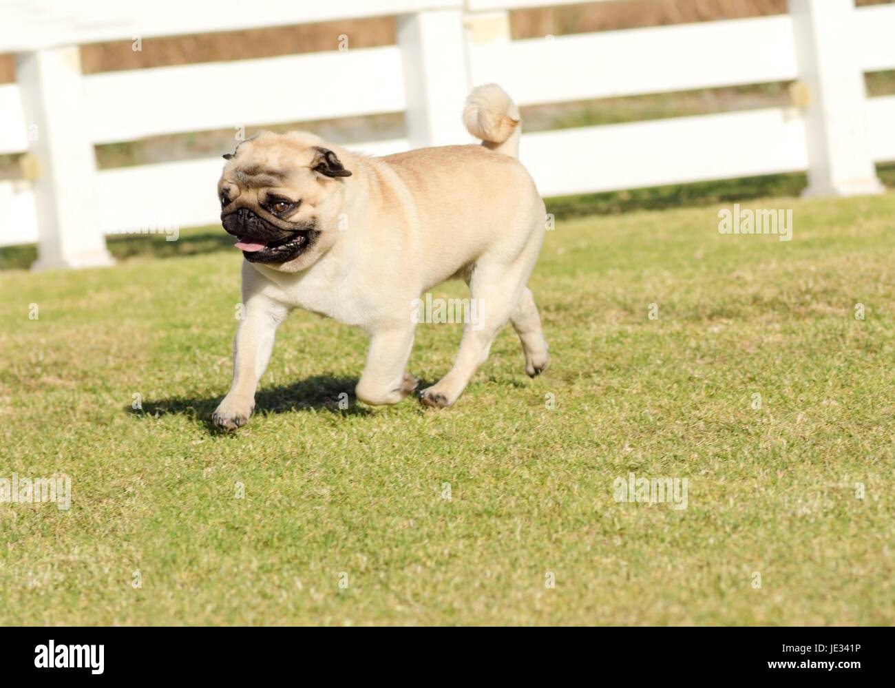A small, young, beautiful, fawn Pug with a wrinkly short muzzled face running on the lawn looking playful and cheerful. The chinese pug is a happy dog with deep wrinkles, round head and curled tail over the back. Stock Photo
