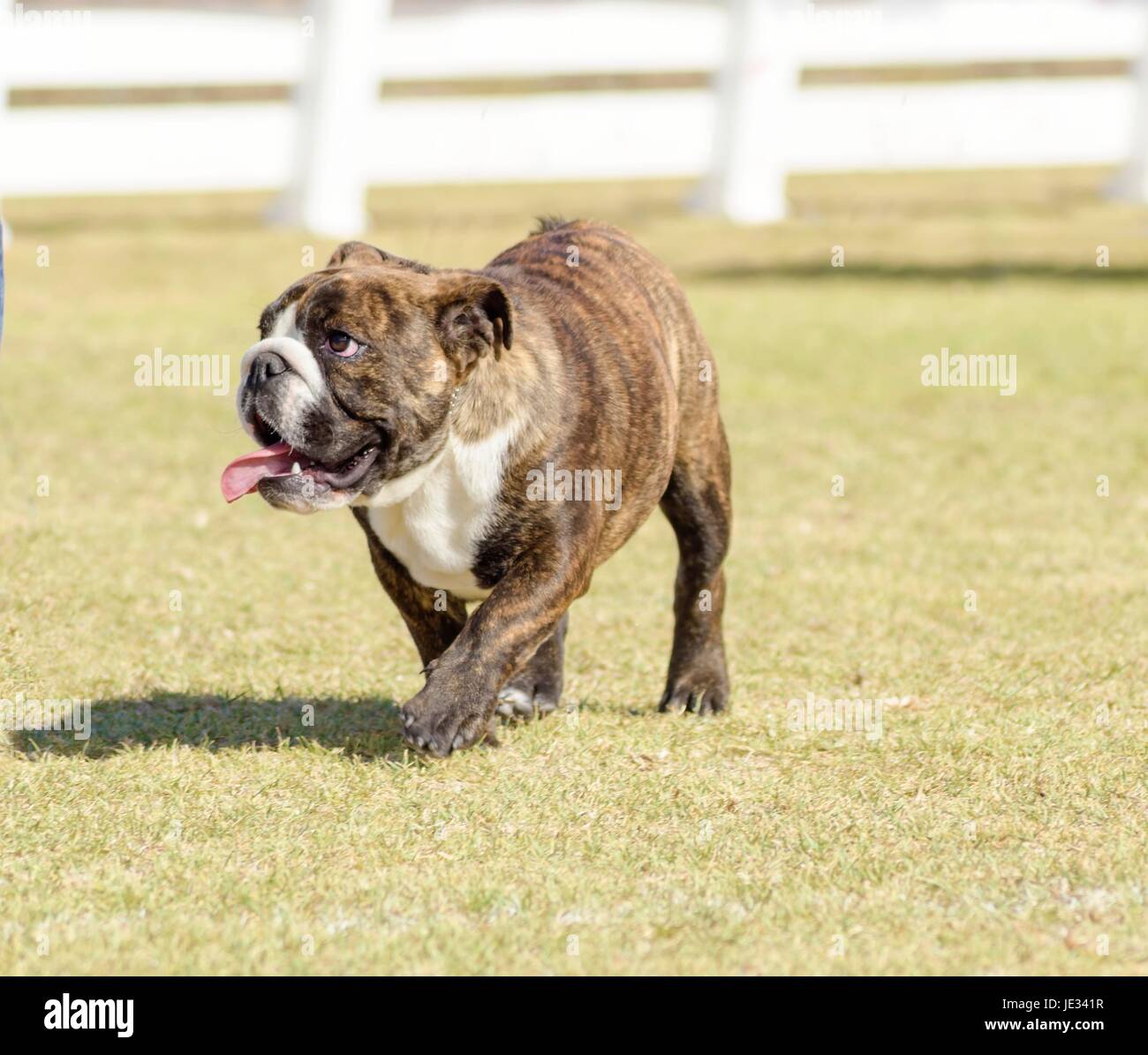 A small, young, beautiful, fawn brown brindle and white English Bulldog running on the lawn looking playful and cheerful. The Bulldog is a muscular, heavy dog with a wrinkled face and a distinctive pushed-in nose. Stock Photo