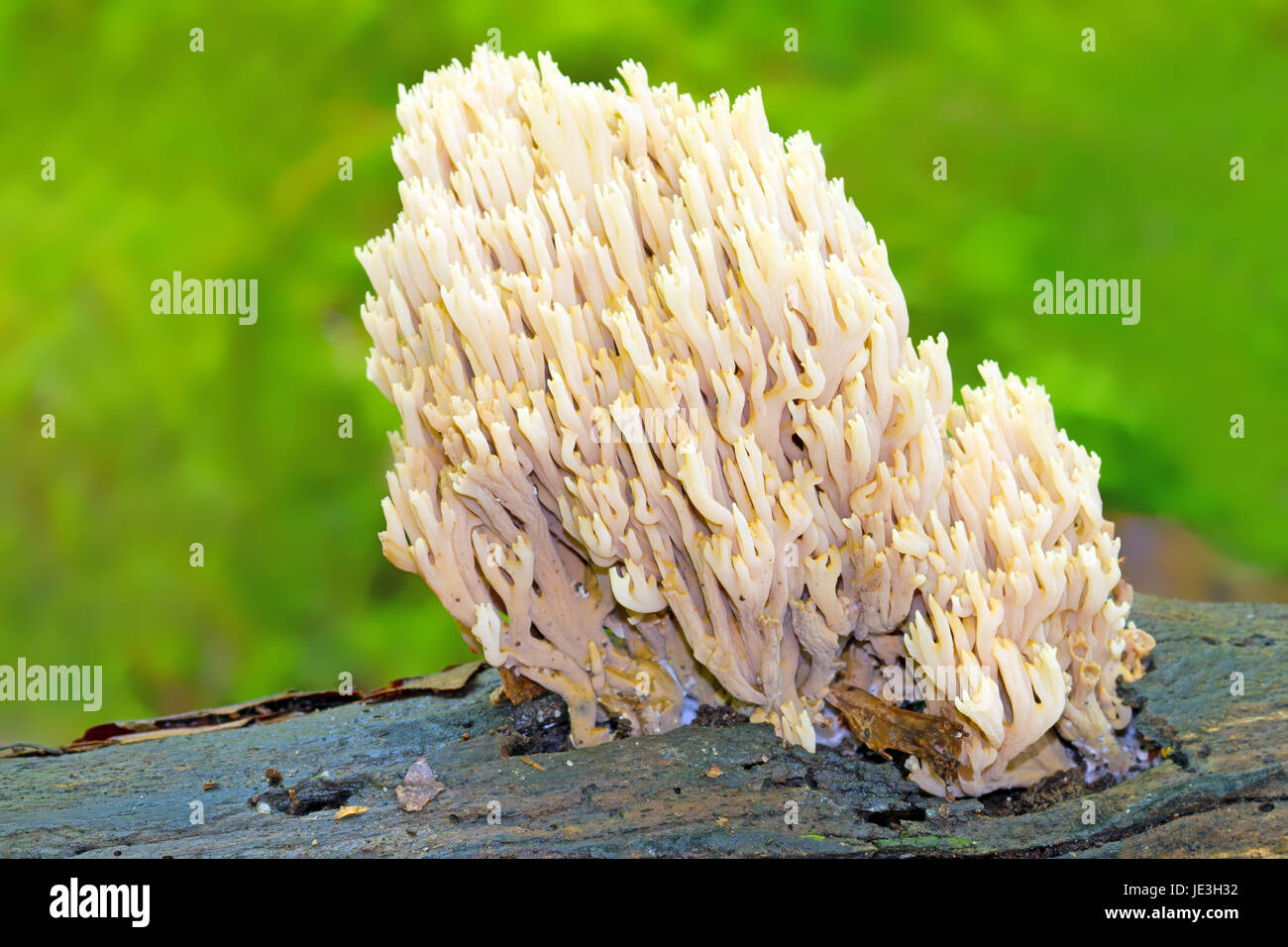 Stiff coral Stock Photo