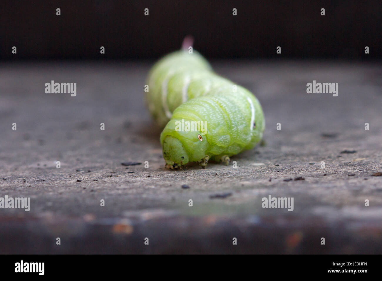 Macro Of Tomato Hornworm Stock Photo Alamy macro-of-tomato-hornworm-stock-photo-alamy