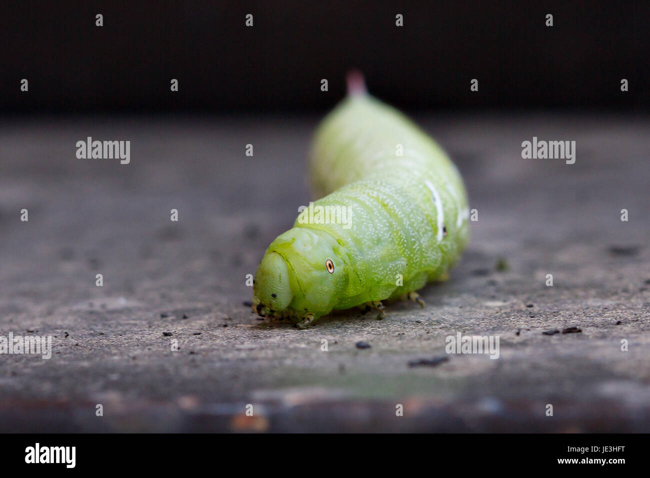 Macro of tomato hornworm Stock Photo Alamy
