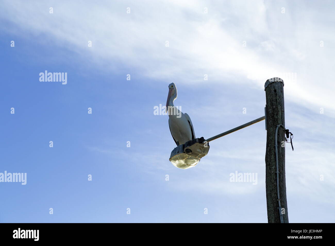 Australian Pelican perched on a street light. Stock Photo