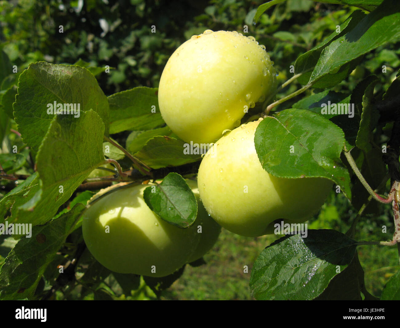 very tasty and ripe apple hanging on the tree Stock Photo - Alamy