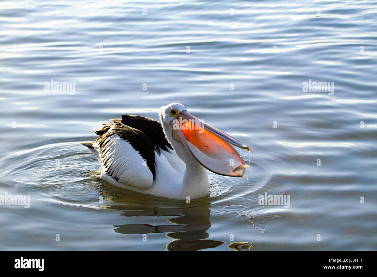 An Australian Pelican with its bill open as it swims in the Maroochy River. Stock Photo