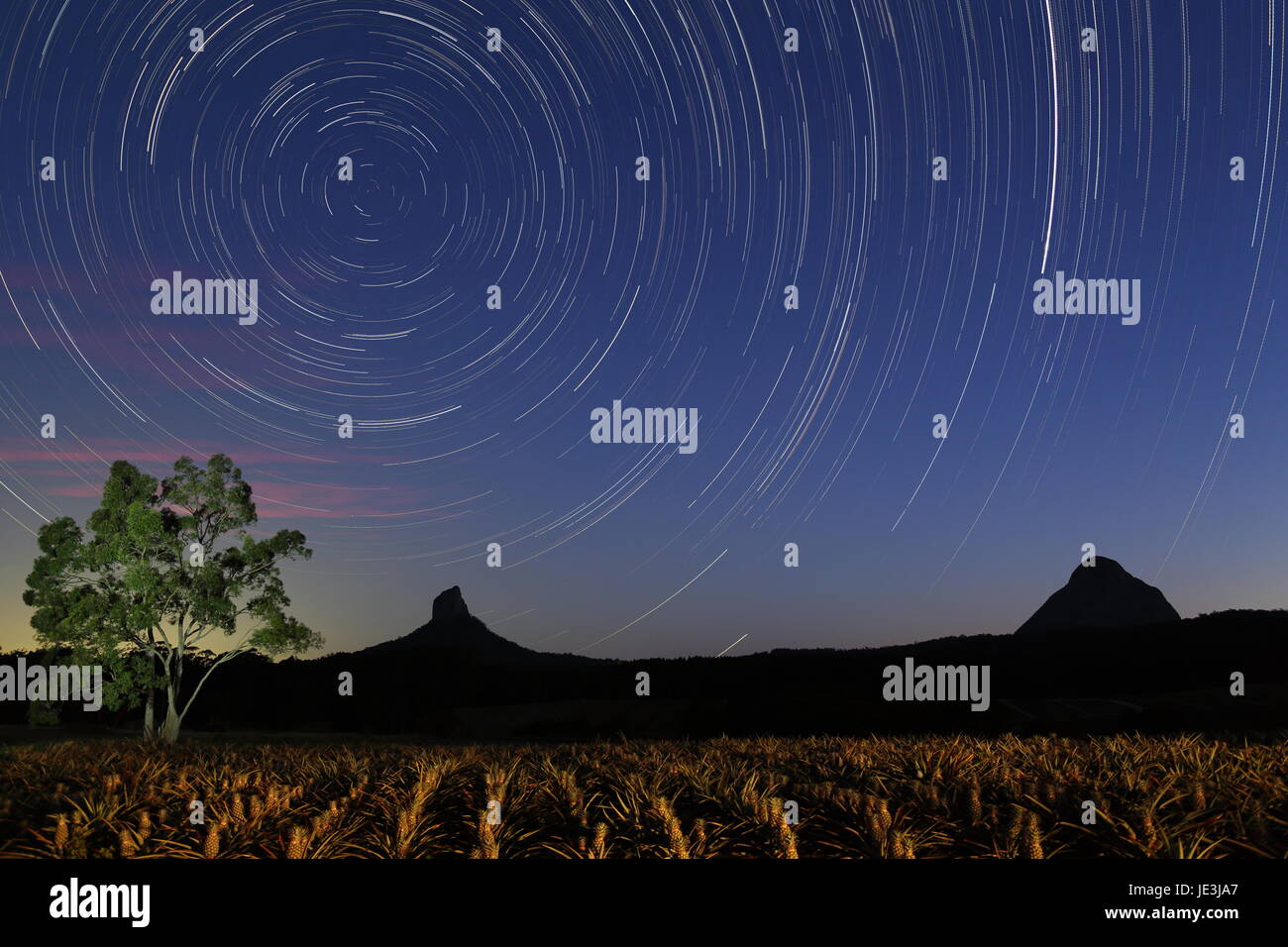 A lightpainting and star-trails of a pineapple plantation. Stock Photo