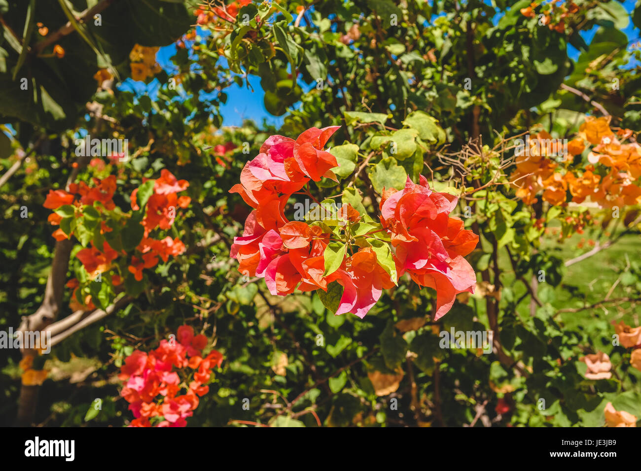 Matt flower wallpaper hi-res stock photography and images - Alamy