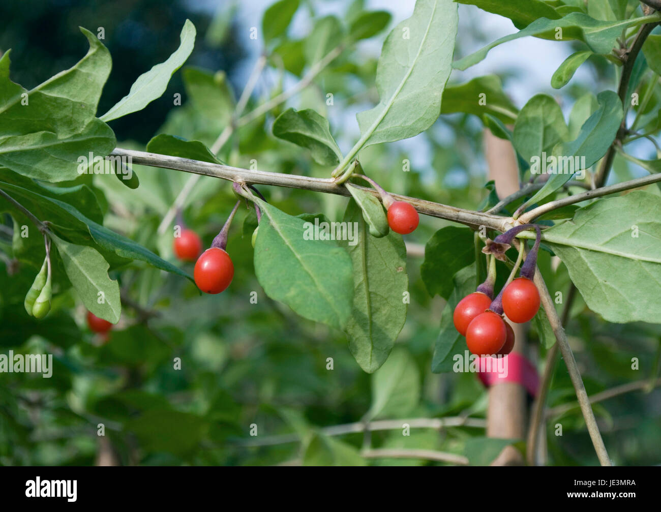 Goji berry (Lycium barbarum) Stock Photo