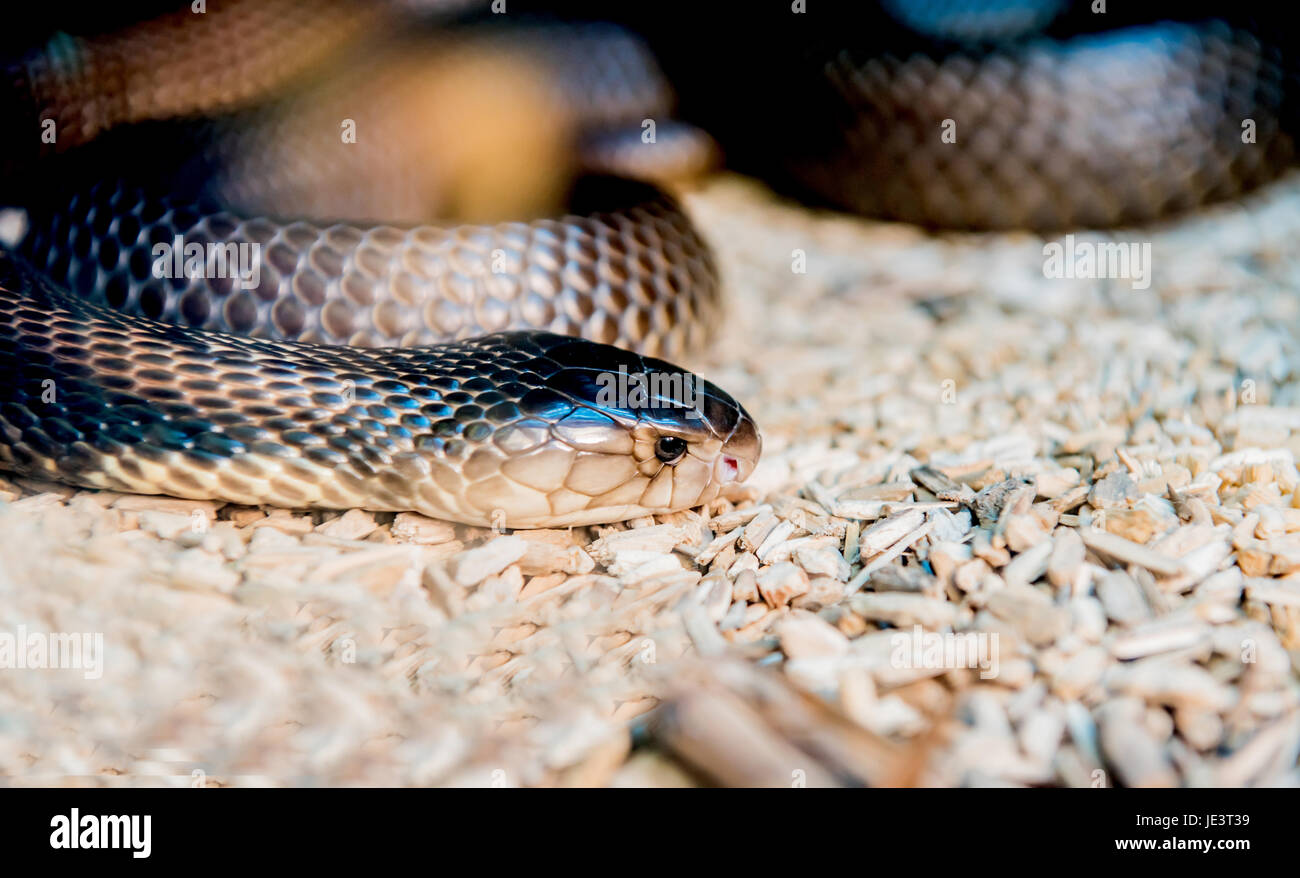 snake and serpent, long limbless reptile animal Stock Photo