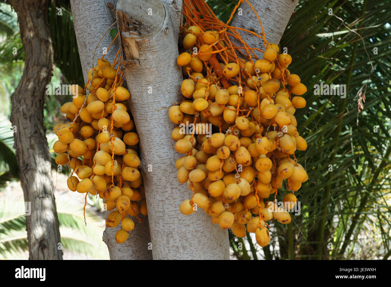 fruit palm tree Stock Photo Alamy