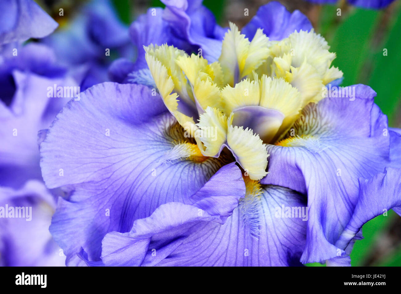 Close up of a Beg to Differ Iris in bloom Stock Photo