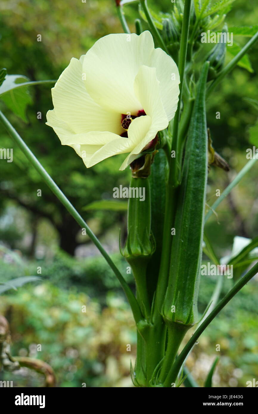 Okra plant hires stock photography and images Alamy