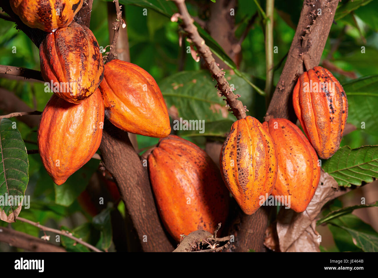 Big group cacao pods hanf on tree. Orange color cocoa fruit pods close-up Stock Photo